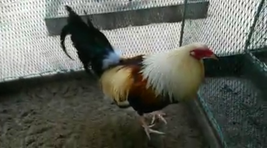 73+ Gambar Ayam Filipina Segel Terbaik 73+ Gambar Ayam Filipina Segel Terbaik