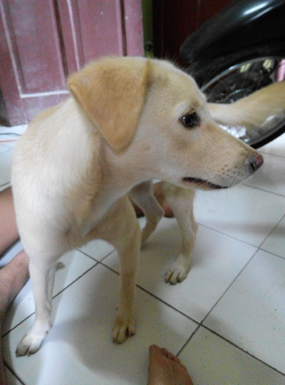 Terjual Semi Hibah Kintamani Mix Golden Kaskus