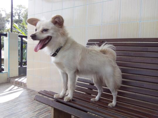 Anjing Kampung Mongrel Mix Breed Campuran Silangan Lover S Part