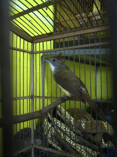 Terjual Cucak Jenggot Jawa Kaskus