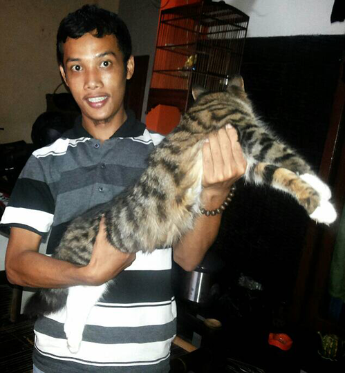 Terjual wts kucing maine coon 3 warna  KASKUS