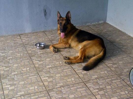 German Shepherd Lovers Page 6 Kaskus