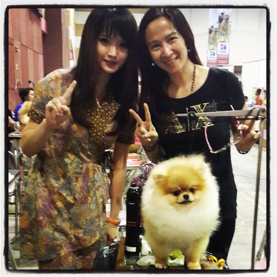 Terjual Wts Anjing Mini Pom Di Surabaya Kaskus