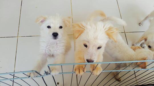 Terjual Dijual Anak Anjing Lucu Imut Kaskus