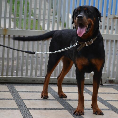 Terjual Anjing Rottweiler Jantan Kaskus