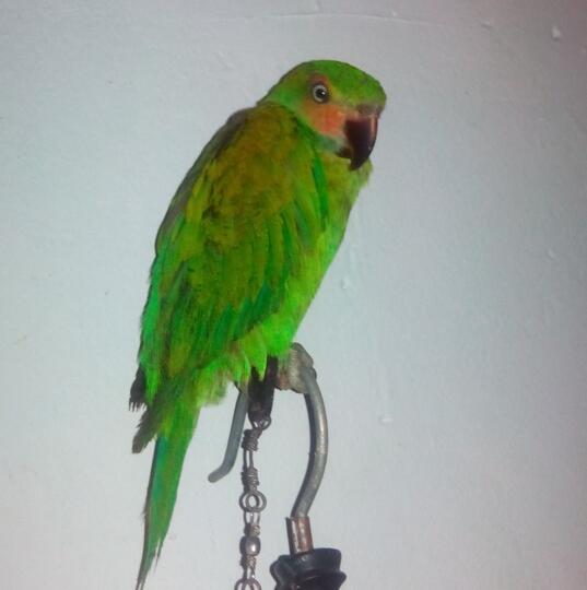 Burung Paruh Bengkok Ii Page 377 Kaskus