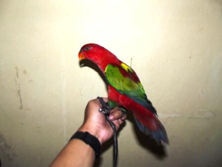 Terjual Burung Nuri Merah Kaskus