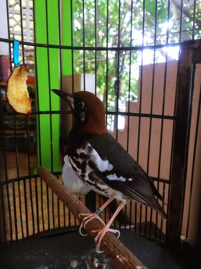 Terjual Jual Burung Anis Kembang Kaskus