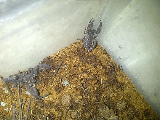wts sling asian forest scorpion ukuran 4 cm ( baby kalajengking)