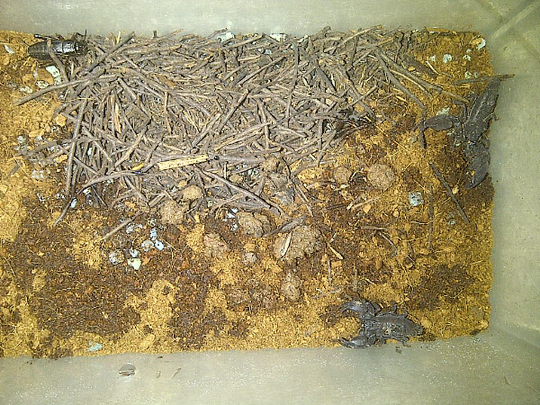 wts sling asian forest scorpion ukuran 4 cm ( baby kalajengking)