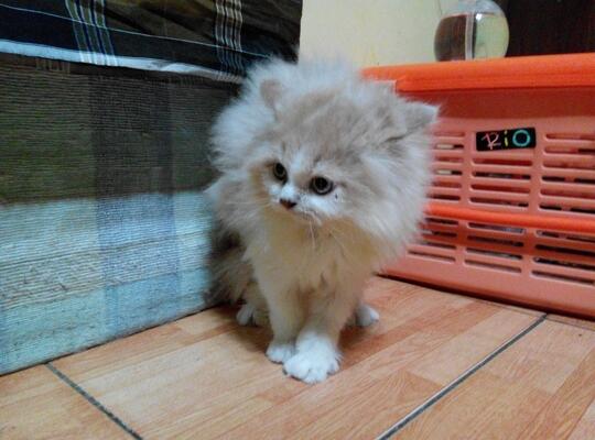 Cara Memandikan Kucing Ndelikcattarycom Kaskus
