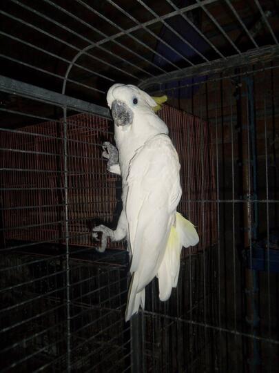 Burung Paruh Bengkok Ii Page 378 Kaskus