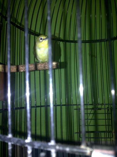 Burung Kaca Mata Page 335 Kaskus