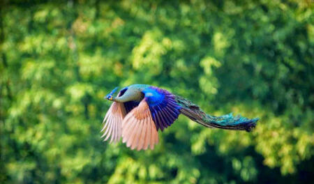 Kumpulan Fakta Dan Foto Foto Burung Merak Saat Terbang Kaskus