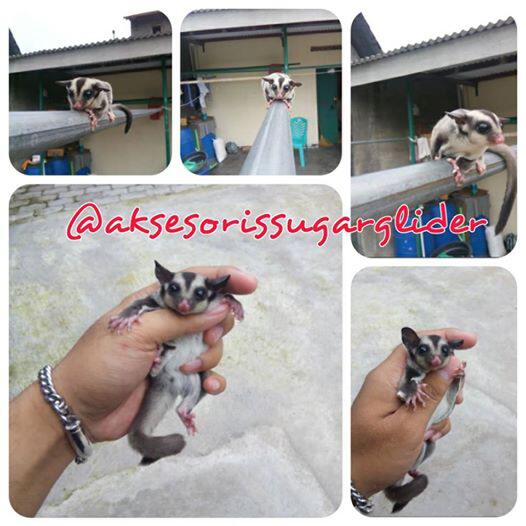 Terjual Sugar Glider Joey Jinak Solo Kaskus