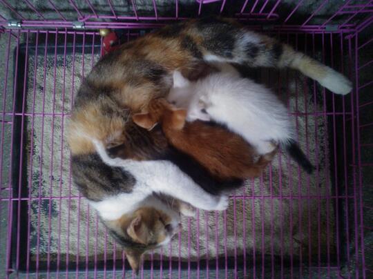 Kandang kucing jogja
