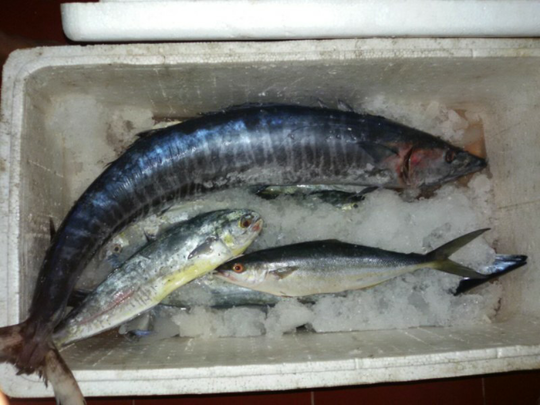 Ikan, Lobster, Cumi-Cumi, Udang dan Gurita Yogyakarta