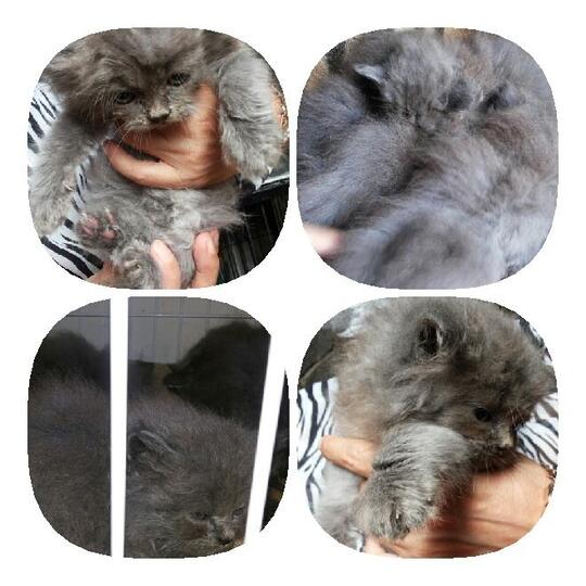 JUAL ANAK KUCING PERSIA MEDIUM/ AGE 2 BLN
