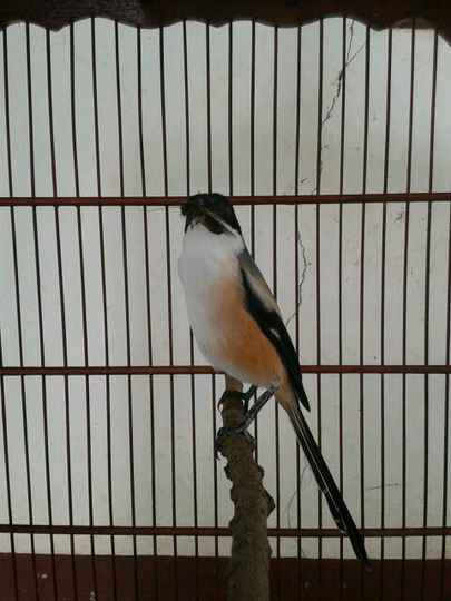 Terjual Cendet Pentet Jatim Gacor Bogor Kaskus