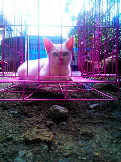 Kandang kucing jogja
