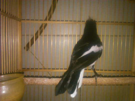 Ask Tentang Burung Kacer Poci Kaskus