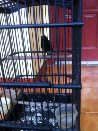 Terjual Burung Decu Si Kacer Mini Langka Rajin Bunyi Kaskus