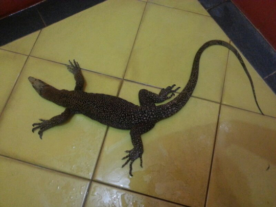Terjual Varanus Nebu Jinak Reptil Biawak Jakbar Kaskus