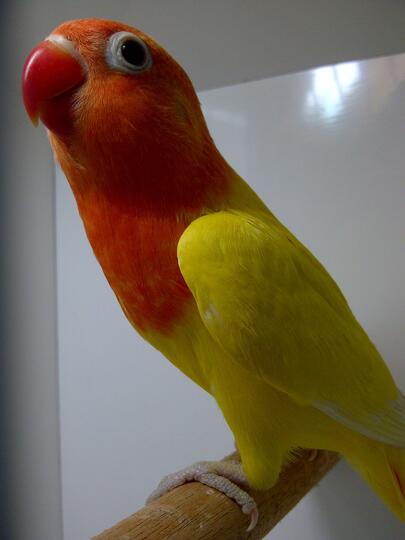 Terjual Lovebird Lutino Mata Hitam Merah Ngalung Kaskus