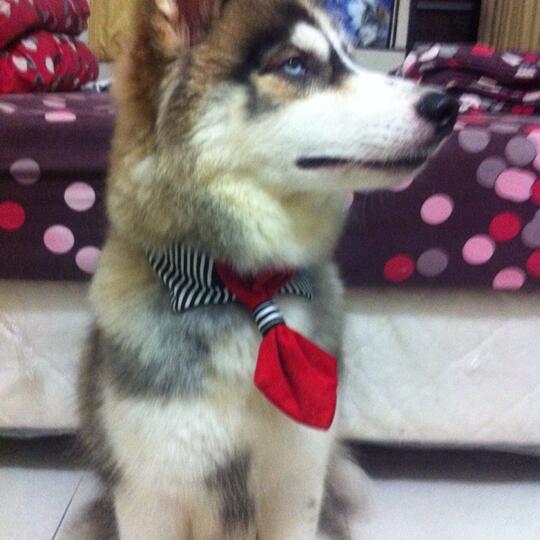 Terjual Jual Cepat Siberian Husky Barter Anjing Ras Kecil