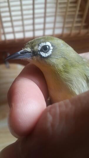 Terjual Jual Burung Pleci Kacamata Dakun Maput Asli Muria Rawatan