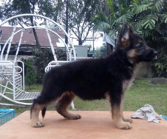 21++ Jual anak anjing herder medan new