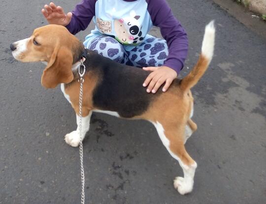 Terjual Jual Anjing Beagle Di Lampung Kaskus