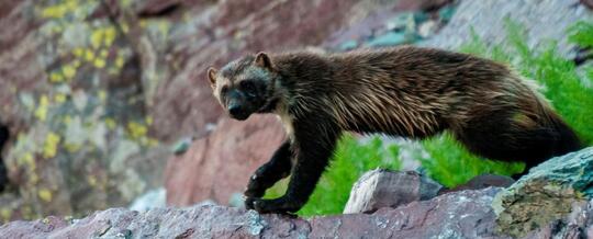 20 Hewan Langka Di Dunia Yang Paling Sulit Ditemui Kaskus
