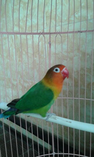 Terjual Burung Lovebird Josan Isian Kaskus