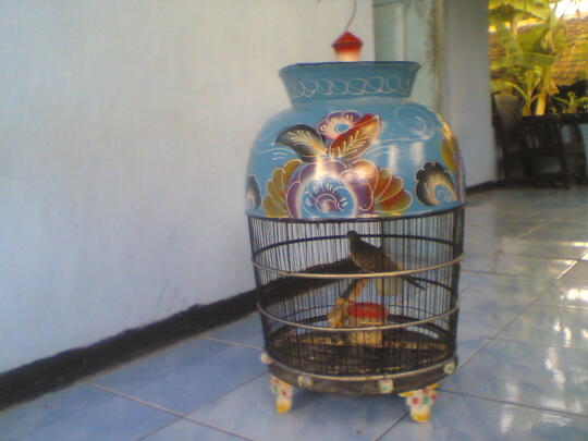 Terjual Perkutut Lokal Gacor Rajin Manggung Usia 3 Tahun Kaskus