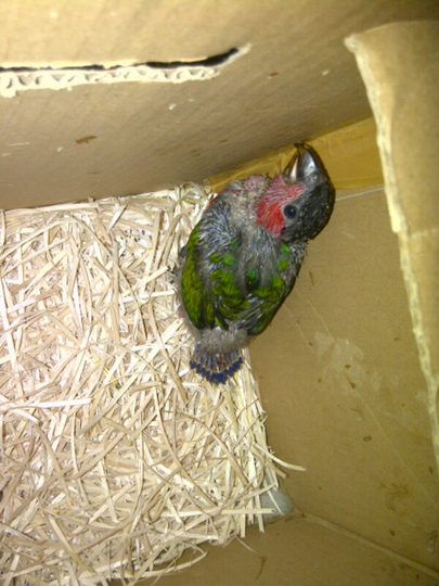 Burung Paruh Bengkok Ii Page 381 Kaskus