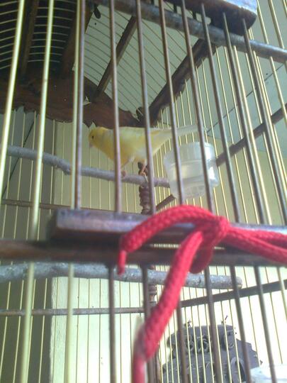 Burung kenari Cantik