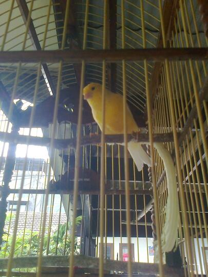 Burung kenari Cantik