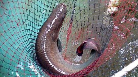 Terjual Di Jual Ikan Arapaima Belida True Albino Belida Tembaga Brycon Arwana Silver Kaskus