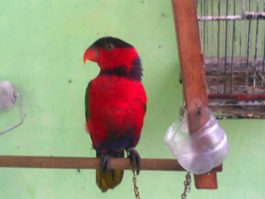 40++ Burung nuri kepala hitam terupdate