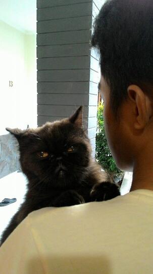 WTS Kucing Persia Peaknose + anakannya sepasang jantan betina (flatnose) BANDUNG