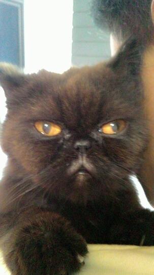WTS Kucing Persia Peaknose + anakannya sepasang jantan betina (flatnose) BANDUNG
