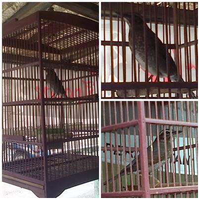 48+ Harga burung anis siberia terbaru