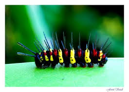 Semua Tentang Ulat Bulu Dan Cara Membasminya Kaskus