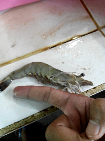 Ikan, Lobster, Cumi-Cumi, Udang dan Gurita Yogyakarta