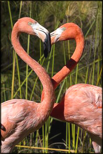 48++ Burung flamingo menyusui terbaru