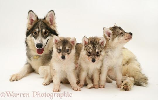 7 Jenis Anjing Yang Mirip Serigala Kaskus