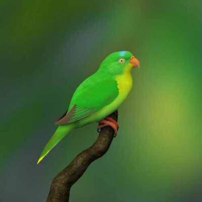 Balasan Dari Foto Burung Langka Di Indonesia Kicau Mania Masuk