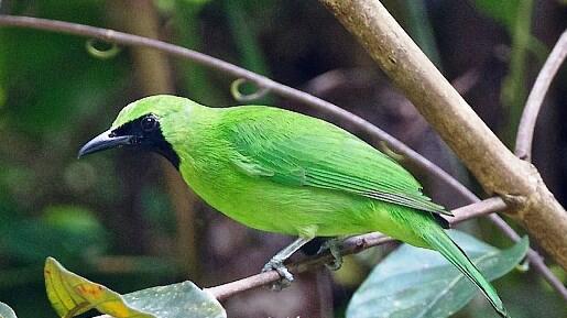 Balasan Dari Video Burung Cucak Hijau Chloropsis Sonnerati