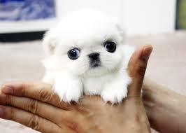 10 Jenis Puppy Lucu Dan Menggemaskan Masuk Gan Di Jamin Mau